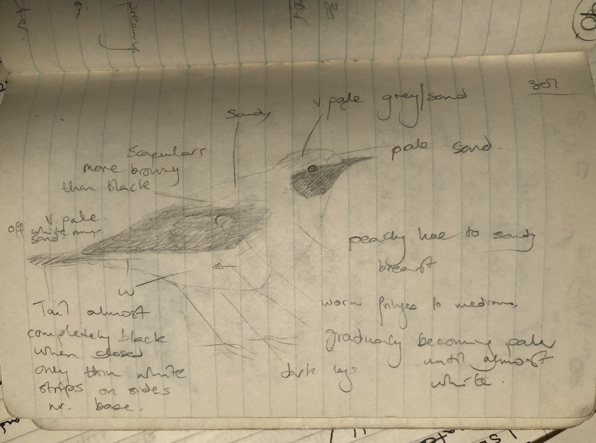 Western/Eastern Black-eared Wheatear - ML244050941