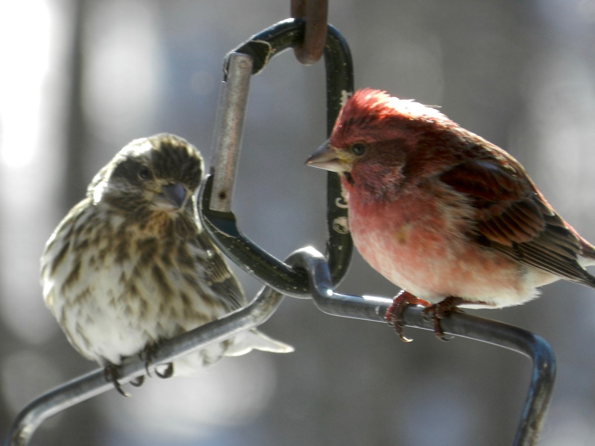 Purple Finch - ML24405221