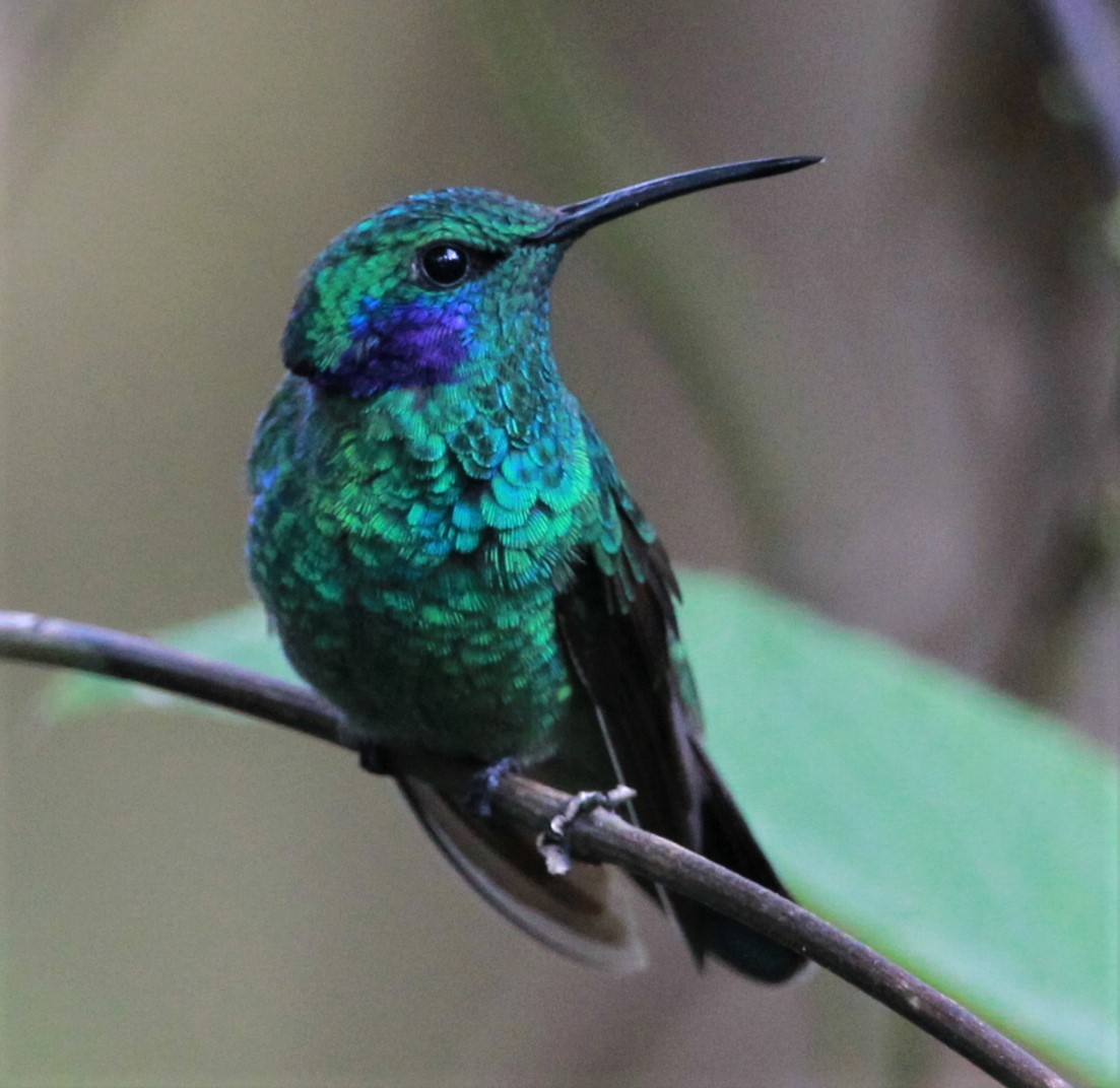 Colibrí Oreja Violeta Menor - ML244052921