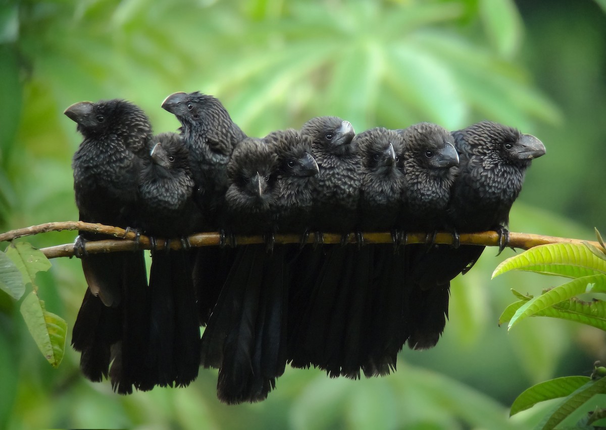 Smooth-billed Ani - Andres Vasquez Noboa