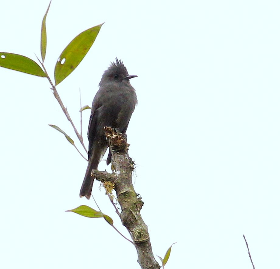 Smoke-colored Pewee - ML244053561