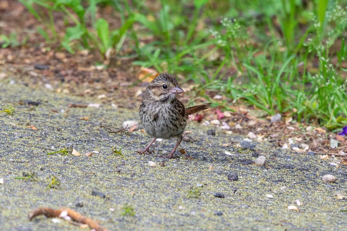 Song Sparrow - ML244053771