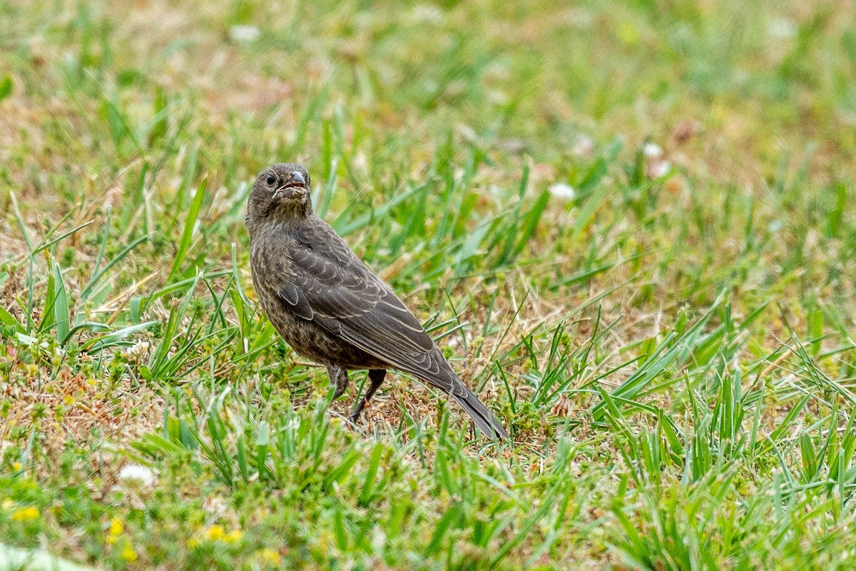 Brown-headed Cowbird - ML244053841