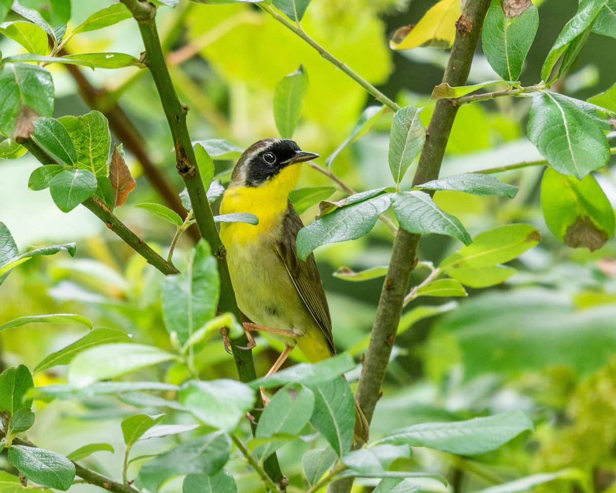 Common Yellowthroat - ML244053951