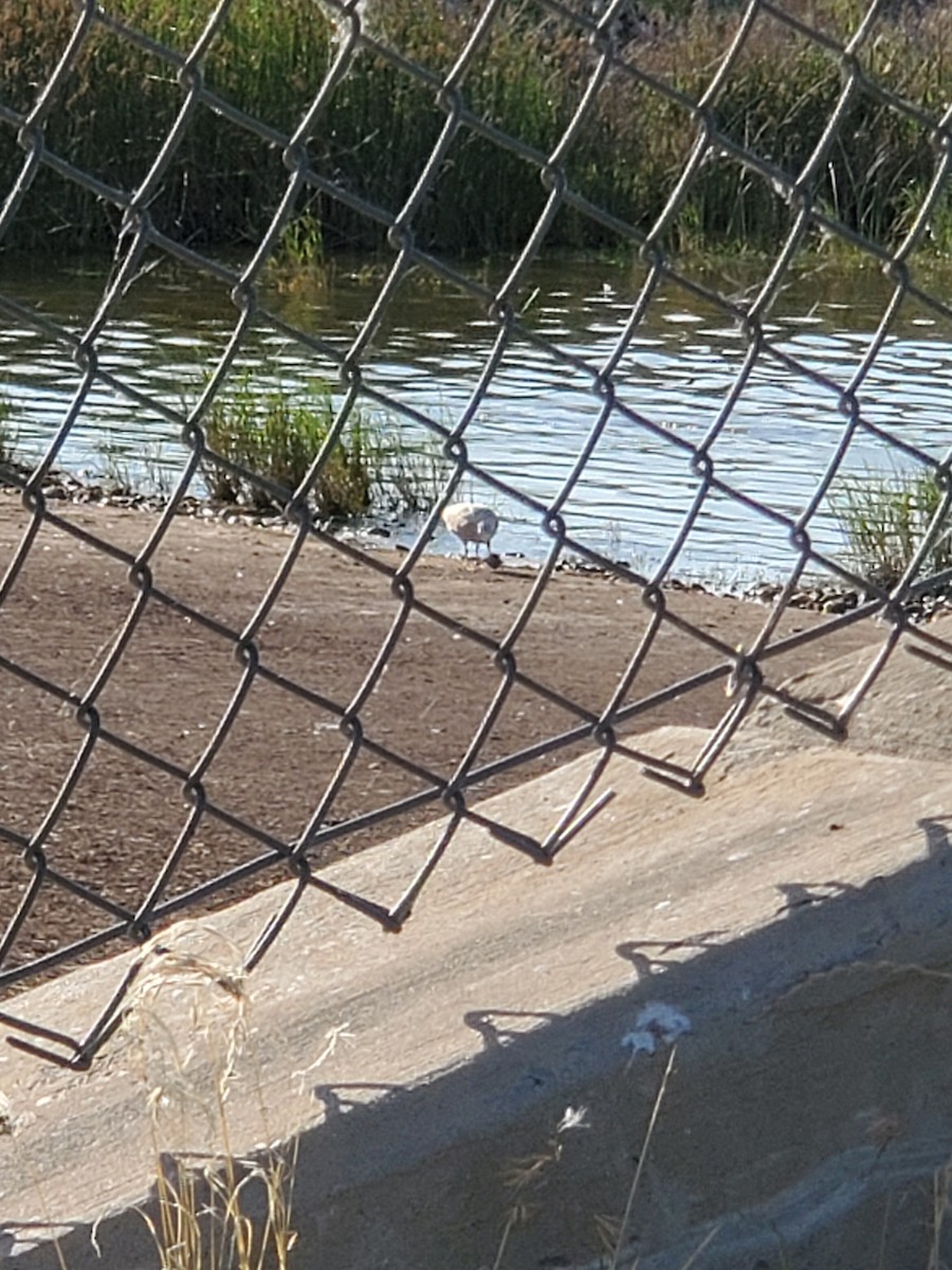 Glaucous-winged Gull - Debra Halter