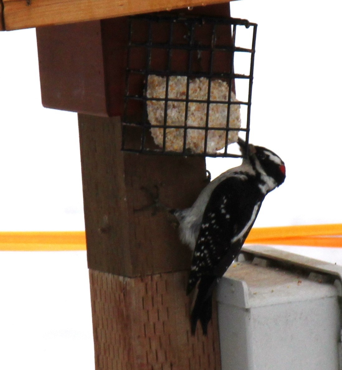 Hairy Woodpecker - ML24405721