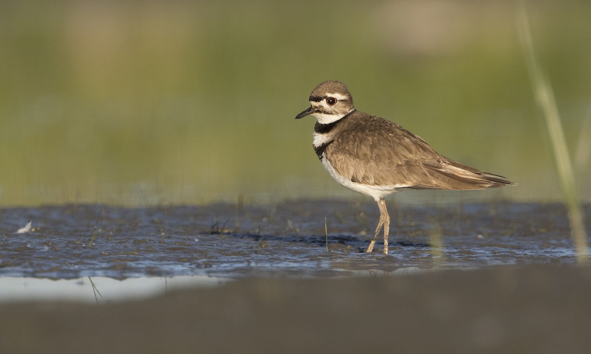 Killdeer - ML244058211