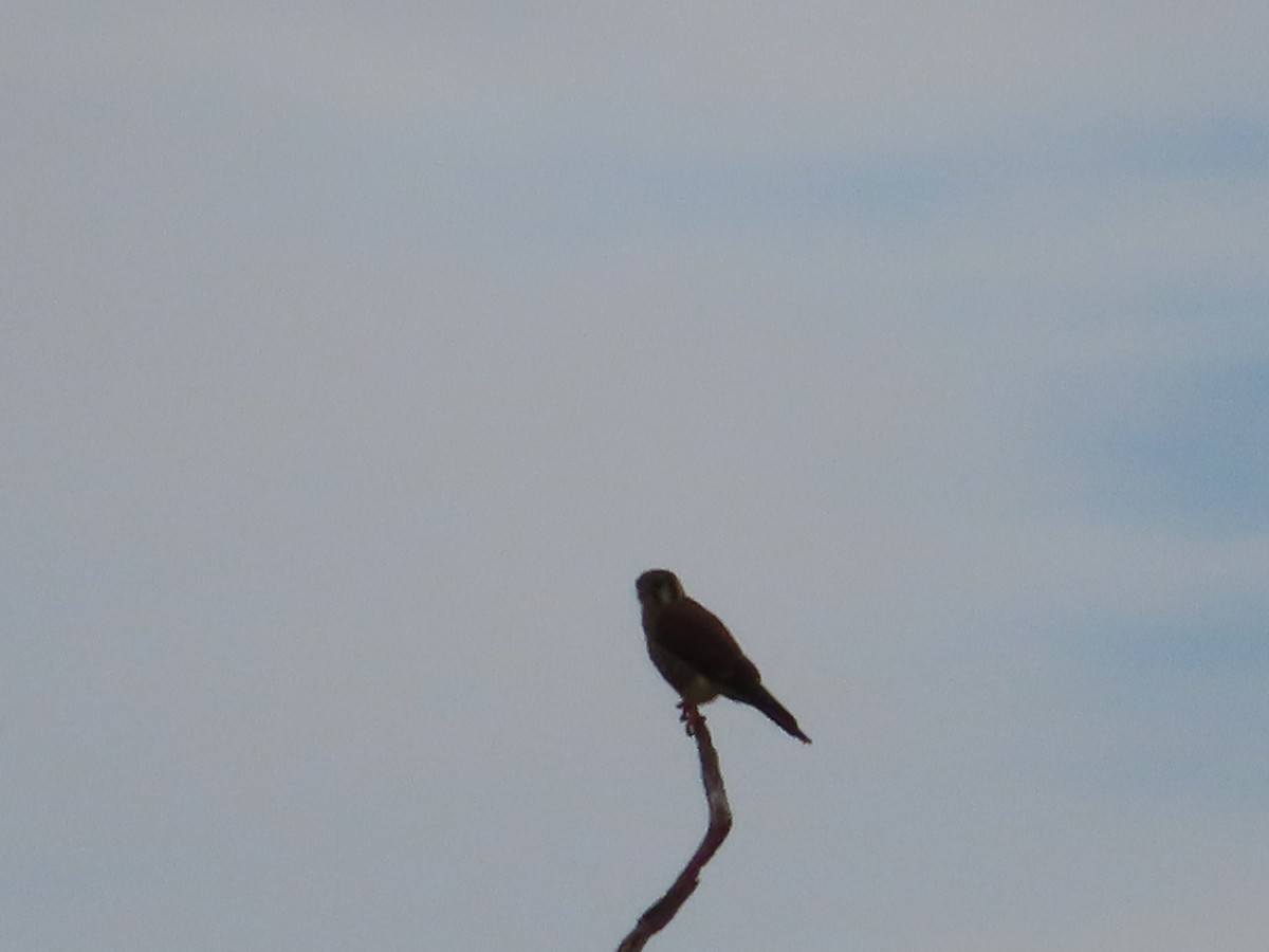 American Kestrel - ML244059091