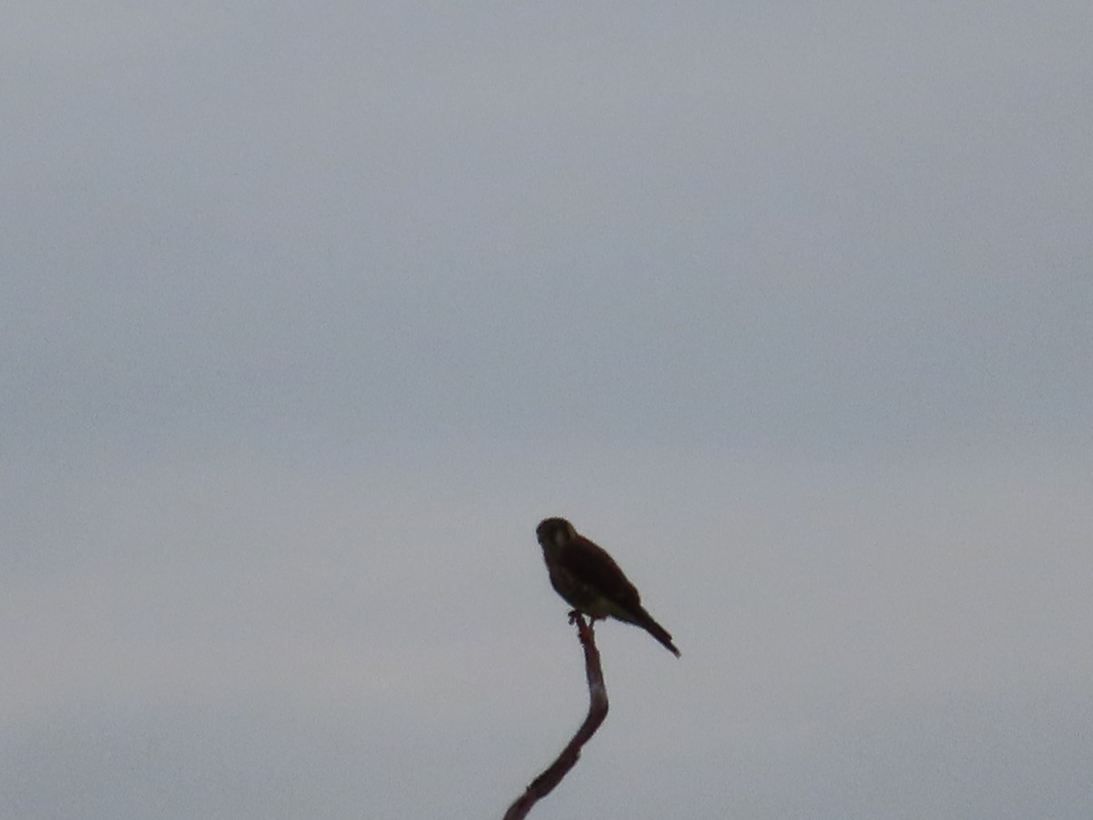 American Kestrel - ML244059111
