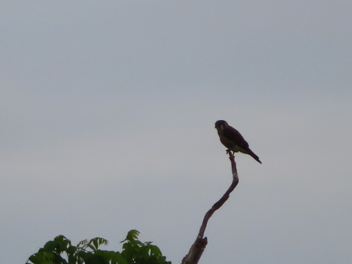American Kestrel - ML244059131