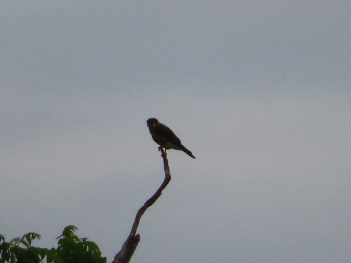 American Kestrel - ML244059141