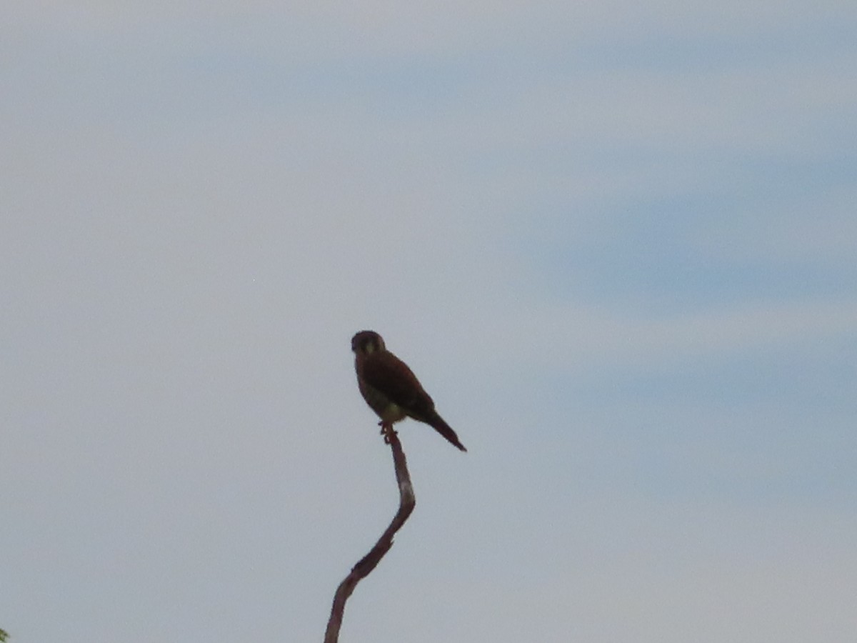 American Kestrel - ML244059151