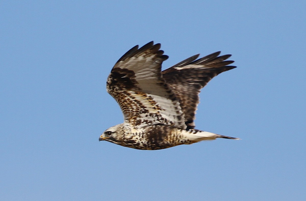 Raufußbussard - ML244062691