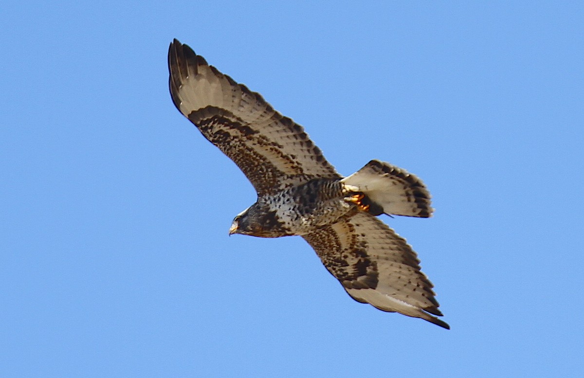 Rough-legged Hawk - ML244062881