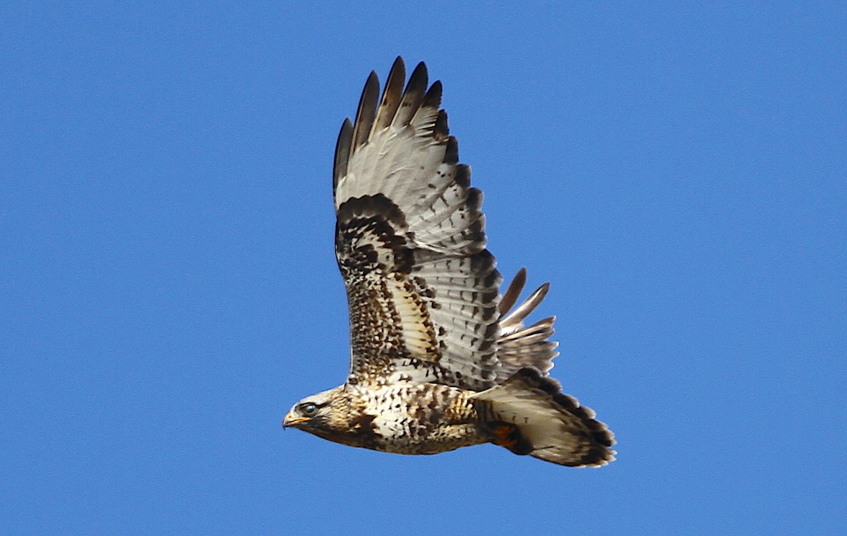 Raufußbussard - ML244063011