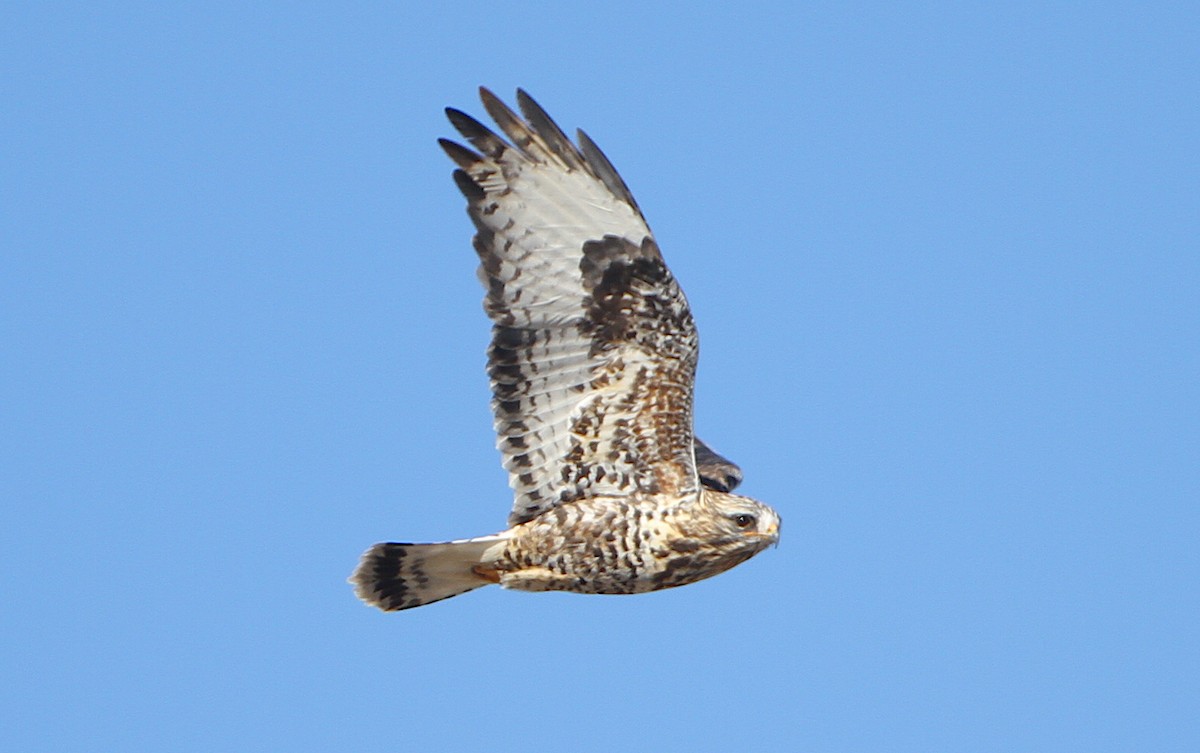 Rough-legged Hawk - ML244063221