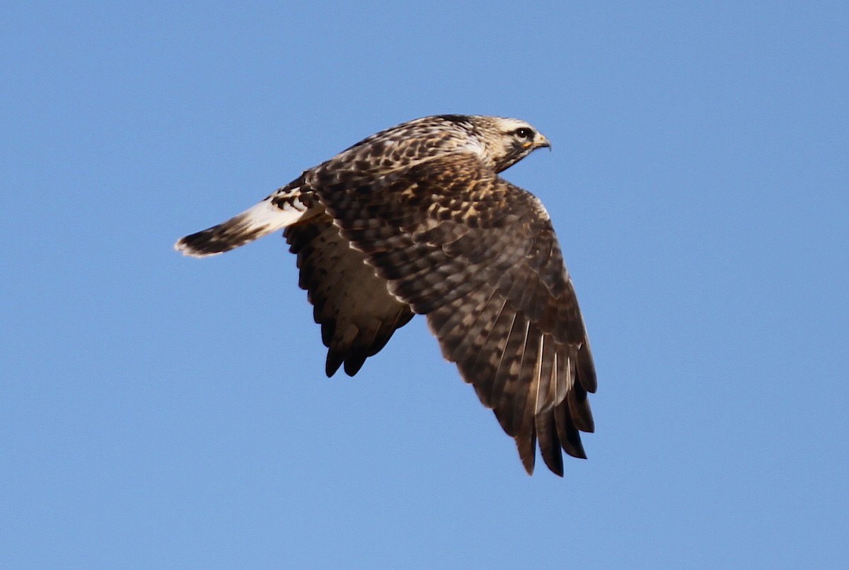 Raufußbussard - ML244063251