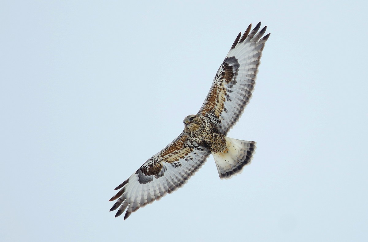 Rough-legged Hawk - ML244063711