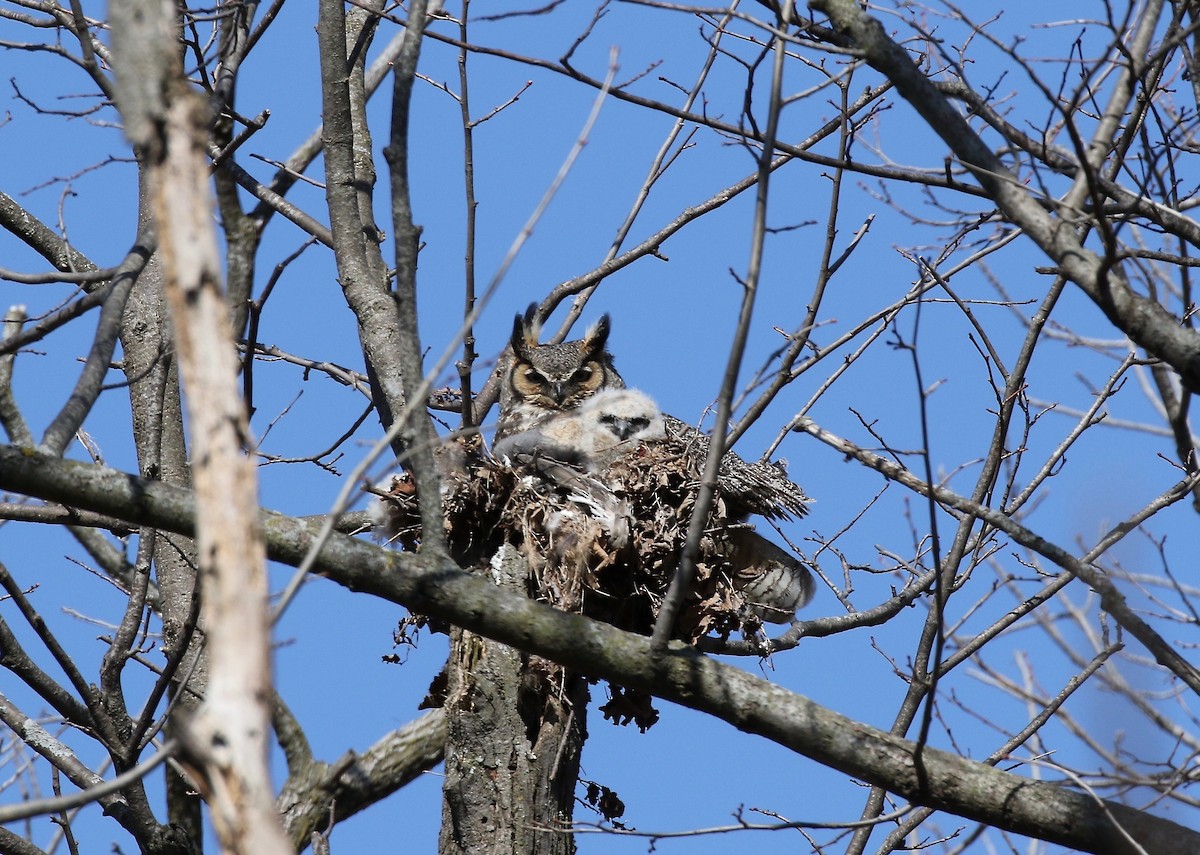 Great Horned Owl - Sandy Vorpahl