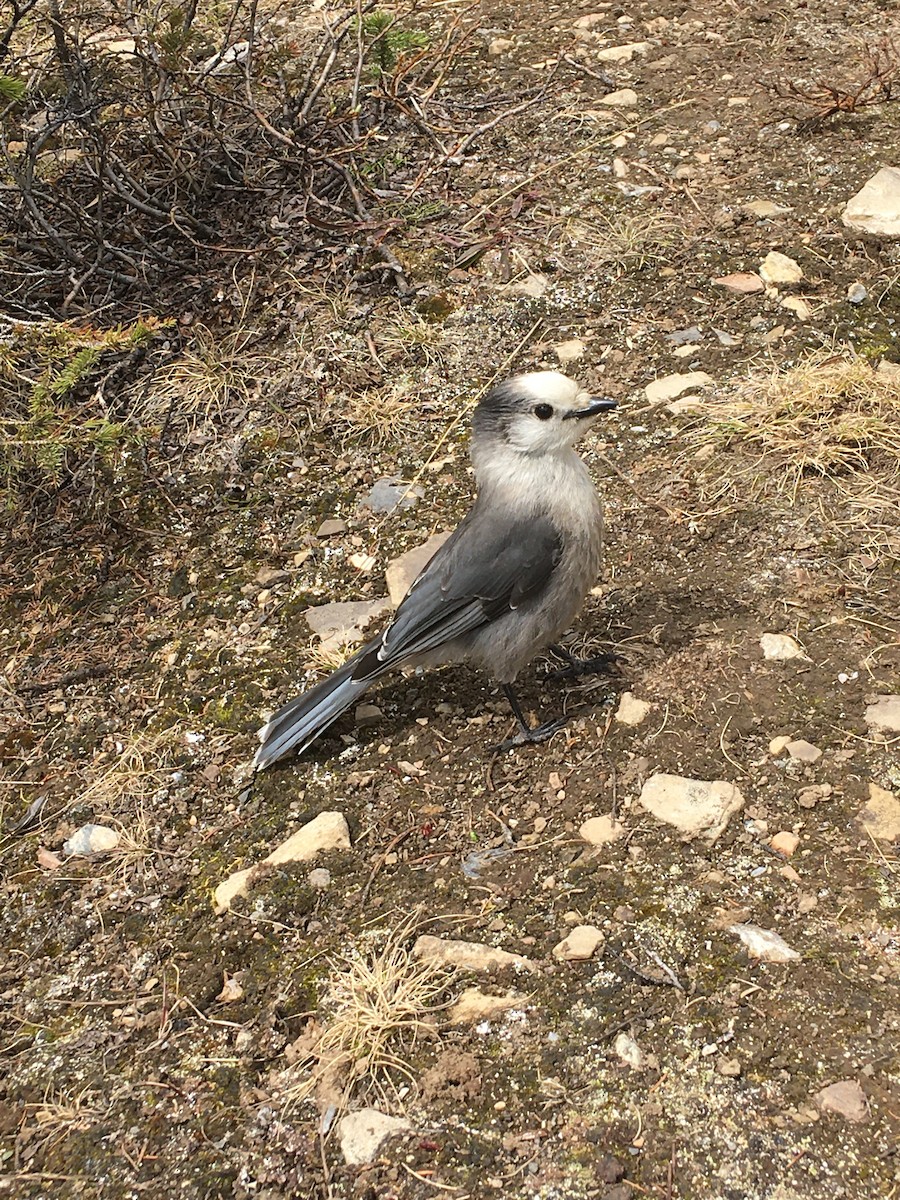 Canada Jay - ML244065161