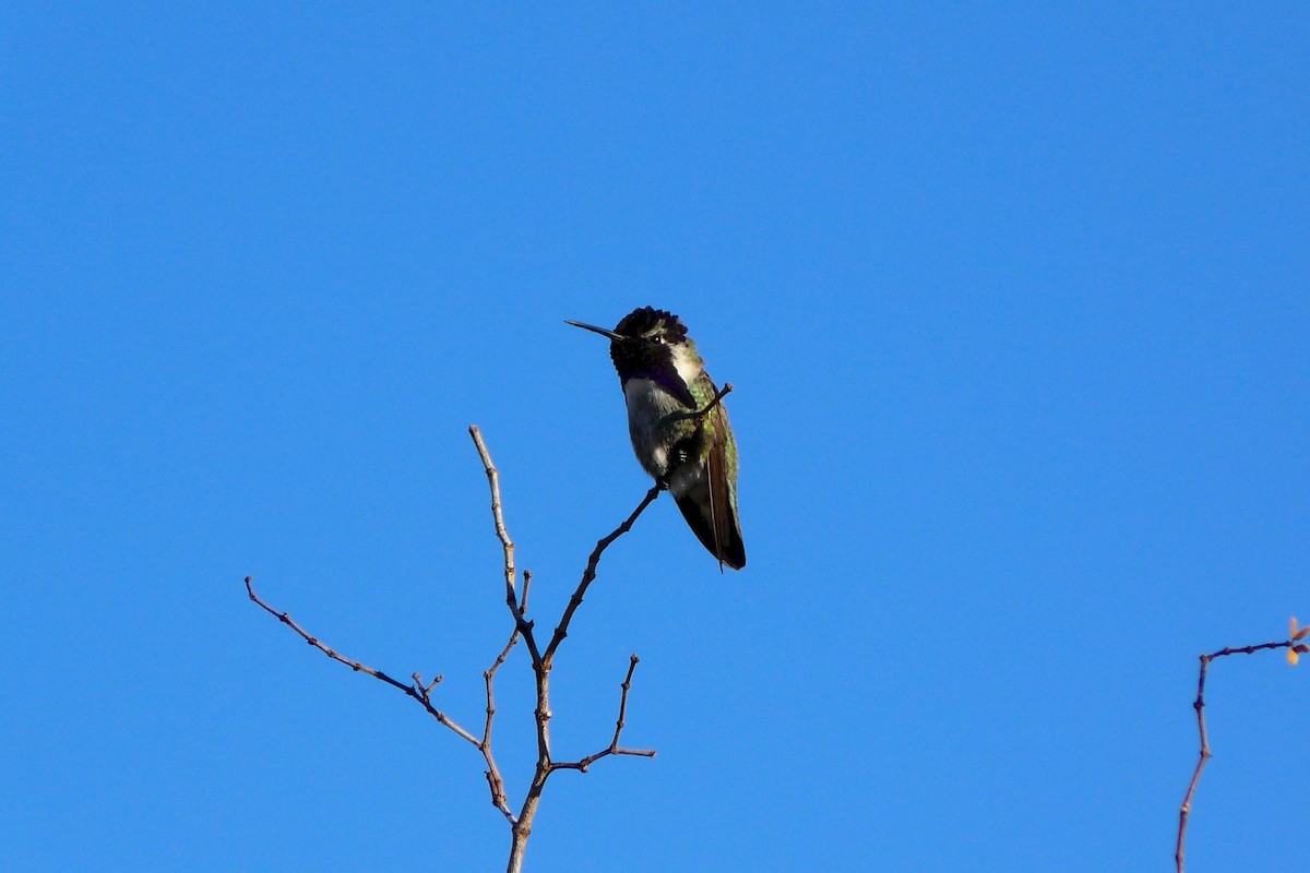 Costa's Hummingbird - ML244065391