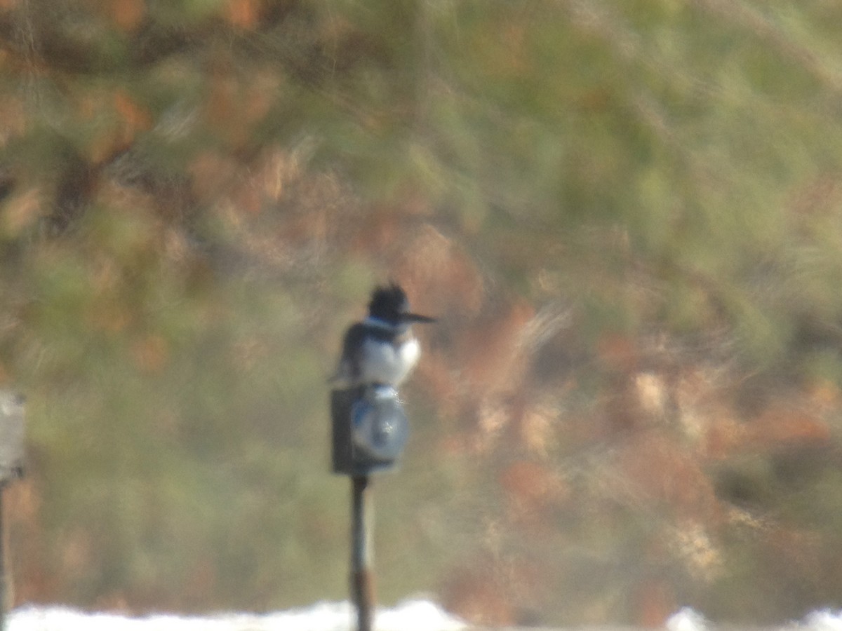 Belted Kingfisher - ML24406591