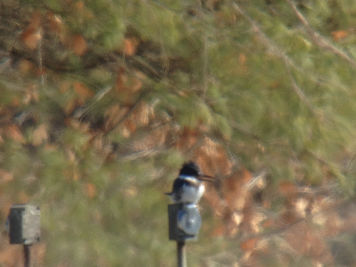 Belted Kingfisher - ML24406601