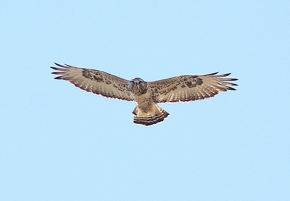 Rough-legged Hawk - ML244068111