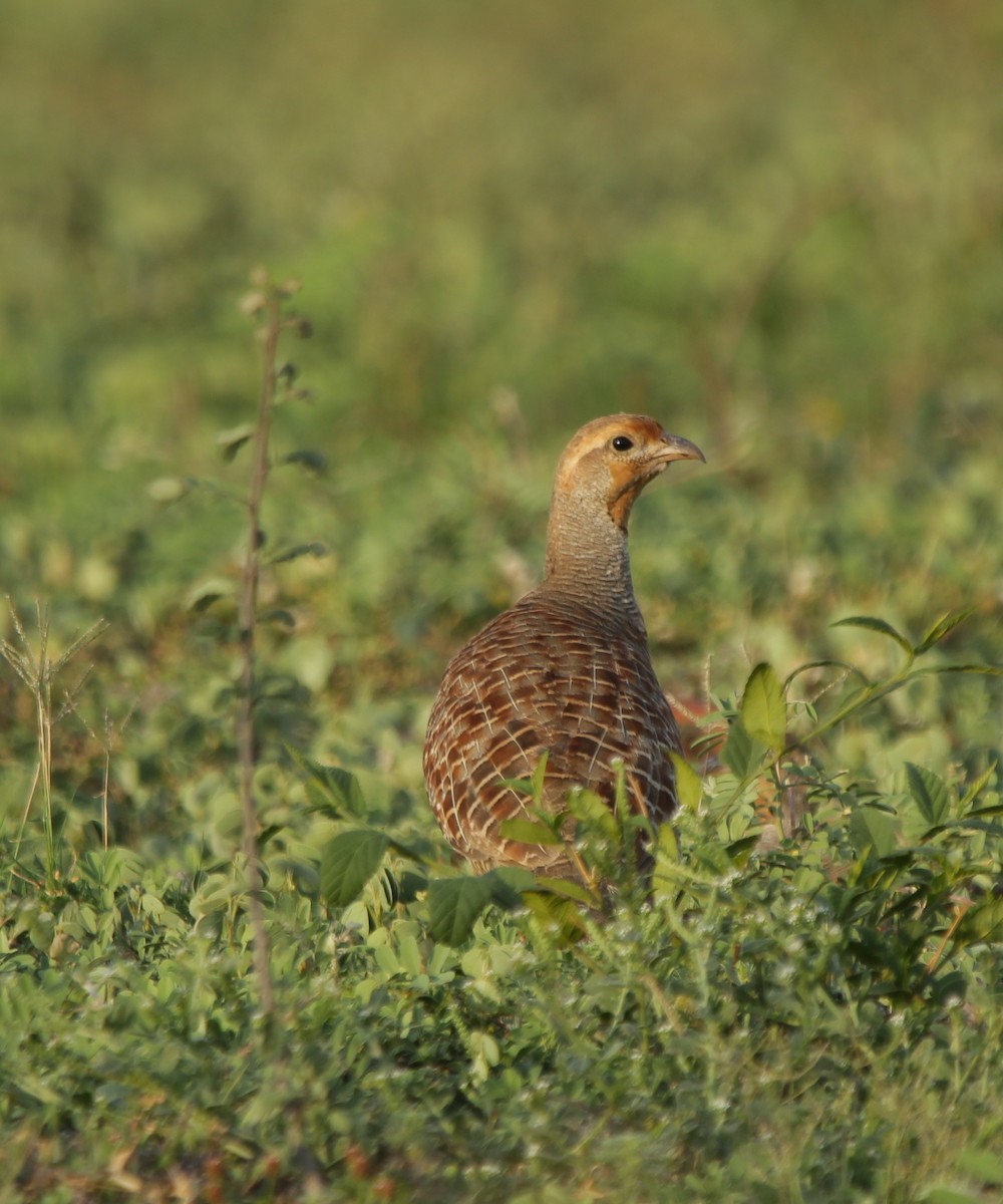 Gray Francolin - ML244068951