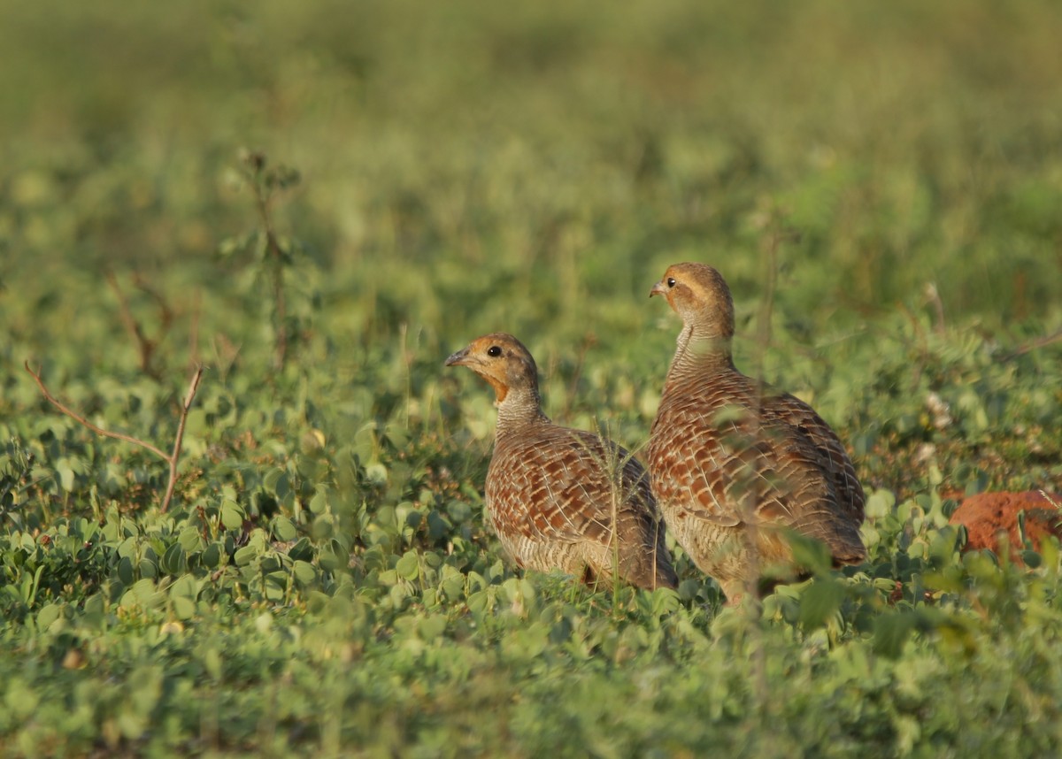 Gray Francolin - ML244069221