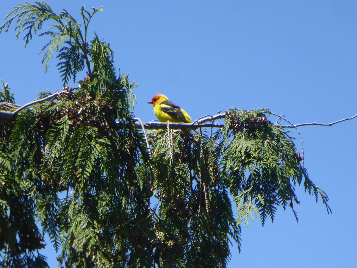 Western Tanager - ML244069401