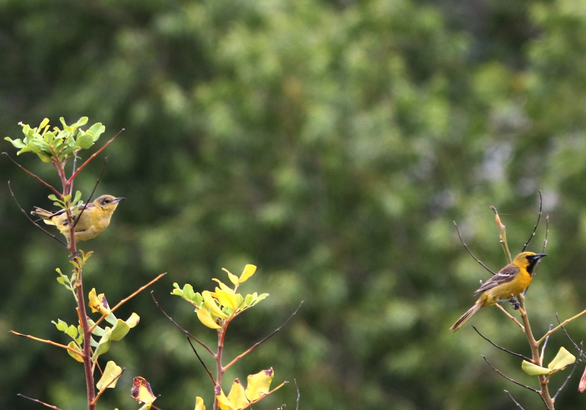 Hooded Oriole - ML244069521