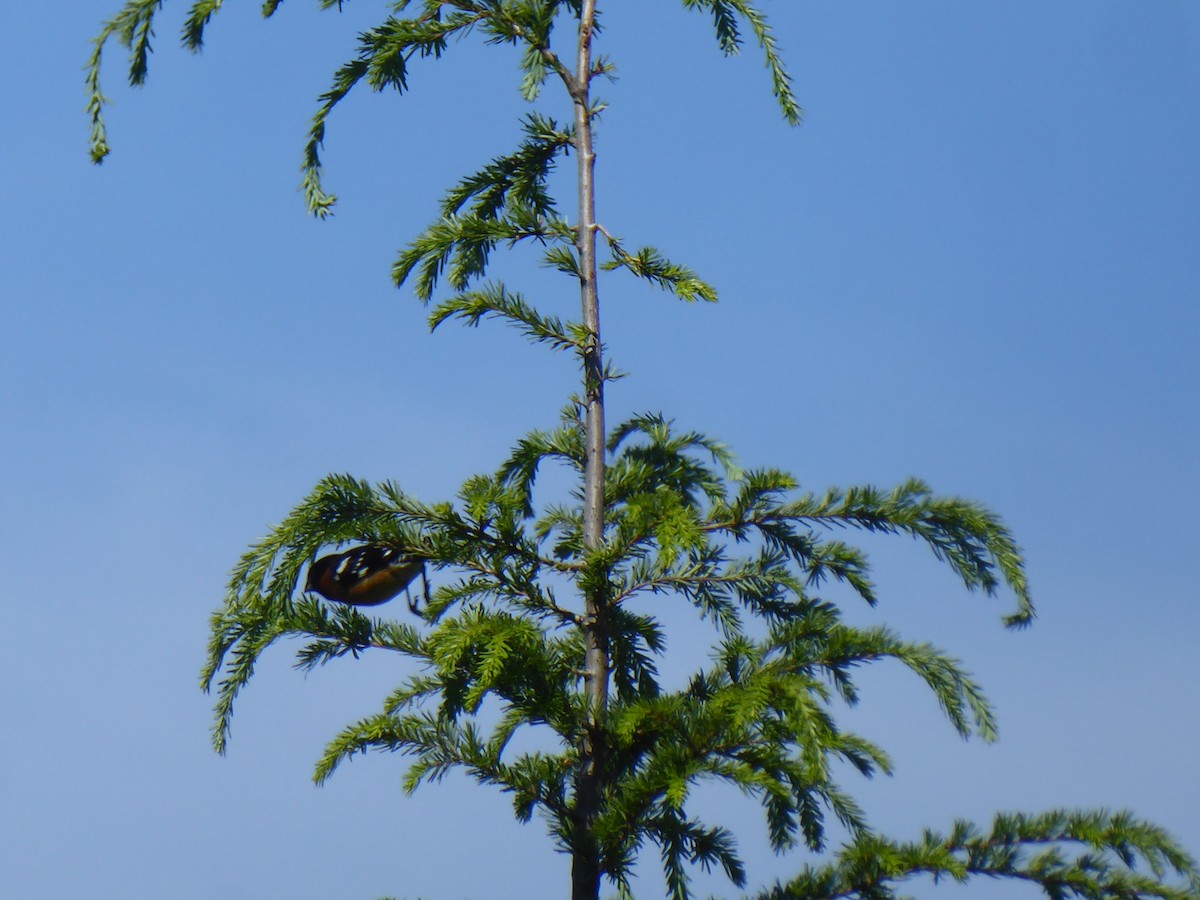 Black-headed Grosbeak - ML244069561