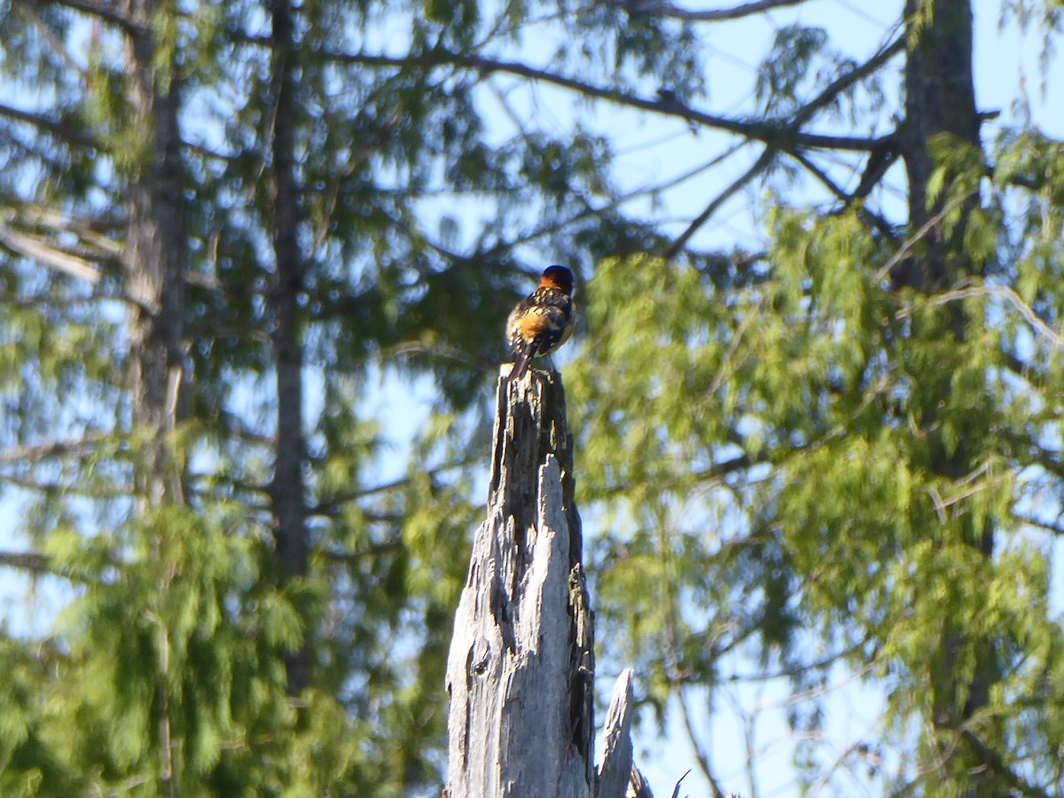 Black-headed Grosbeak - ML244069581