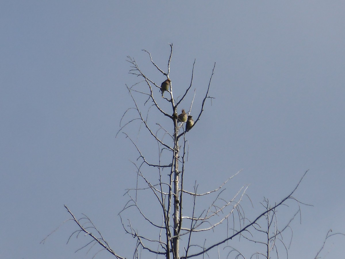 Cedar Waxwing - ML244069611