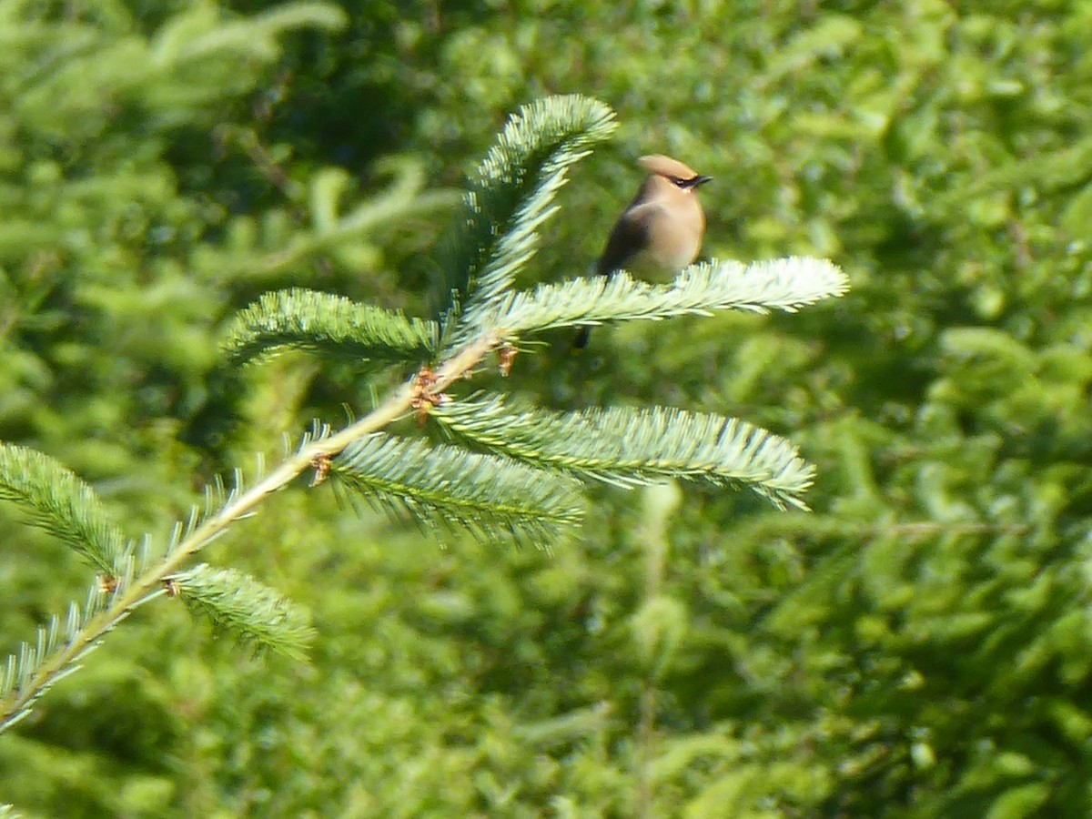 Cedar Waxwing - ML244069631