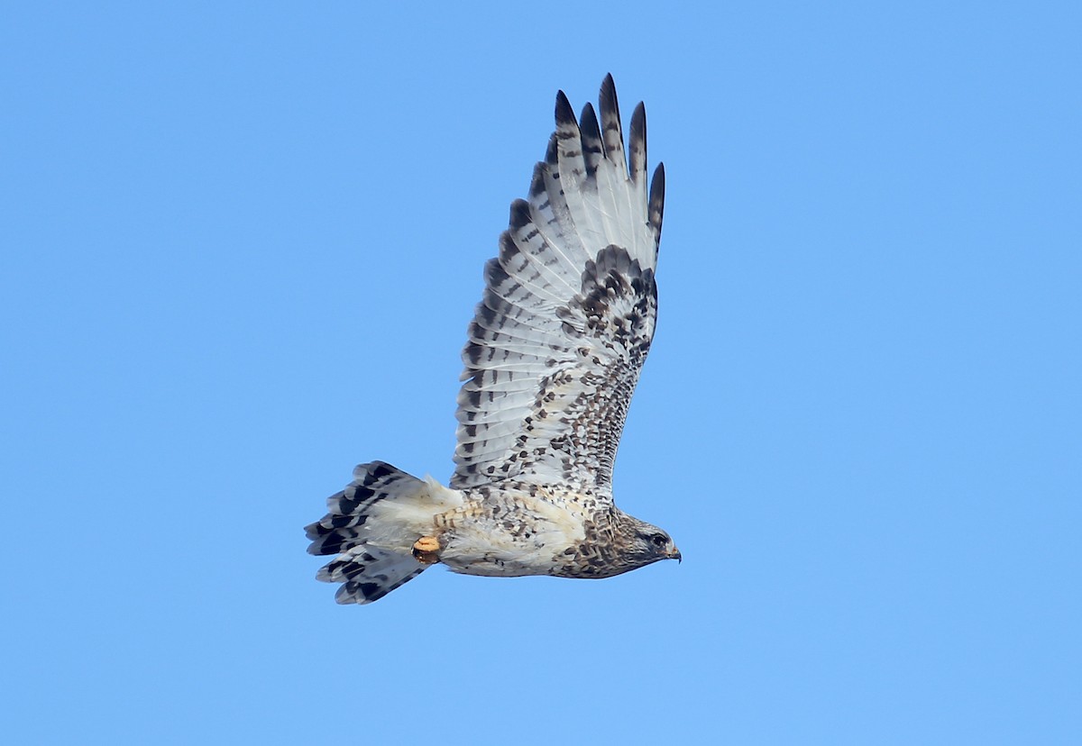 Rough-legged Hawk - ML244070921