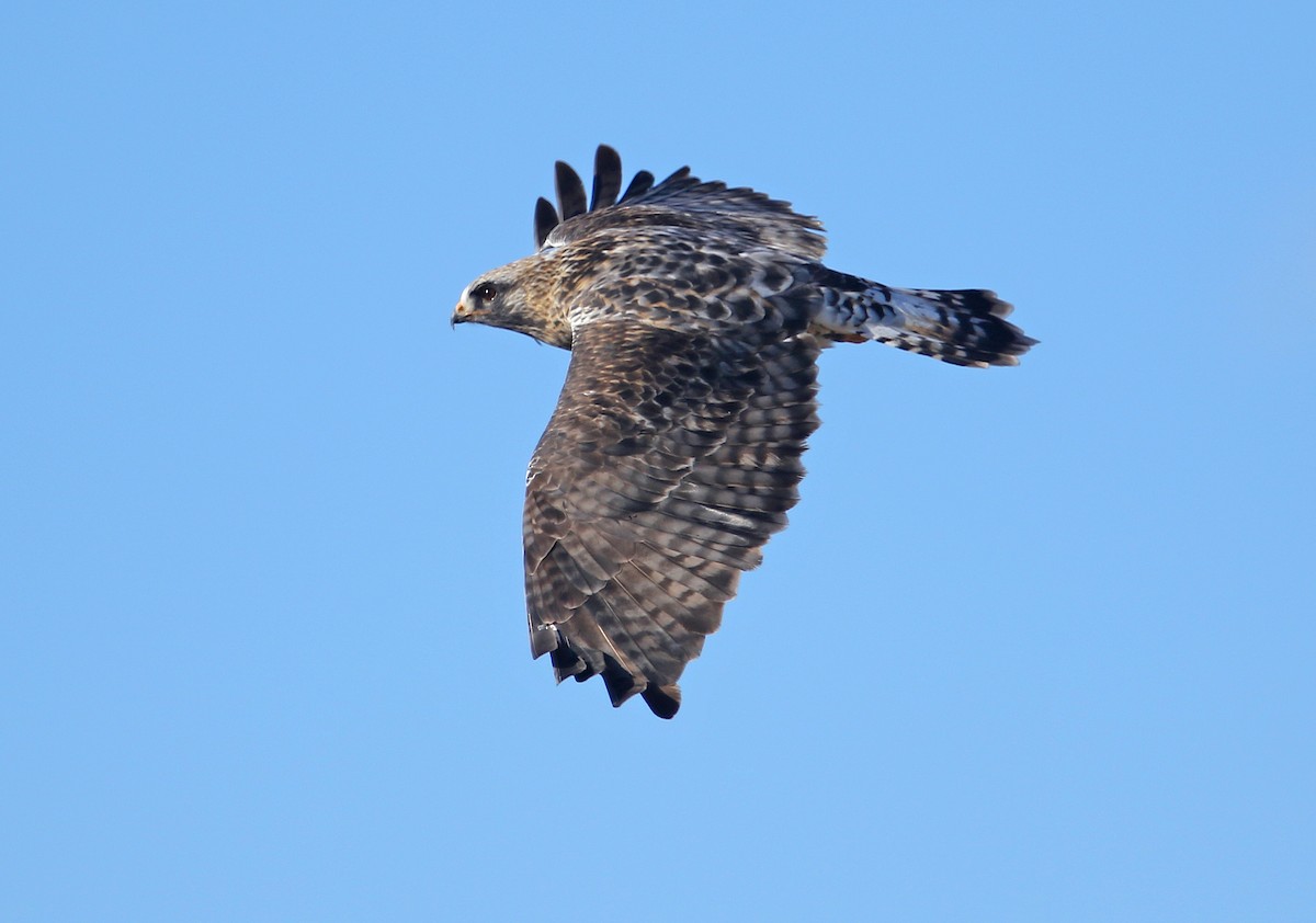 Rough-legged Hawk - ML244070961