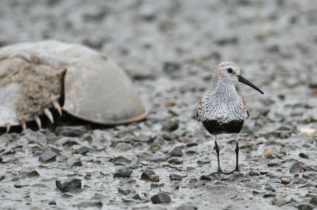 Dunlin - Nick  Kontonicolas