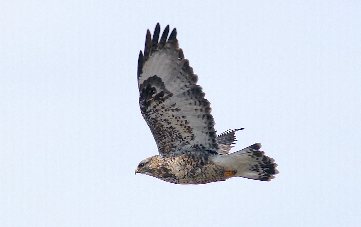 Rough-legged Hawk - ML244071521