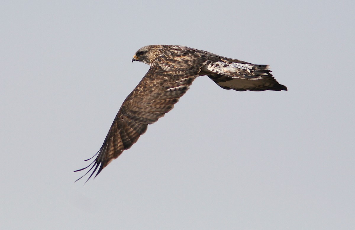 Rough-legged Hawk - ML244071651