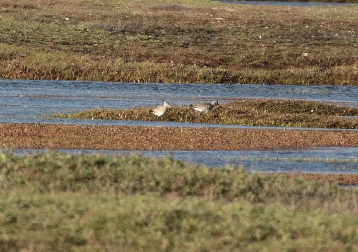 Hudsonian Godwit - ML244072341