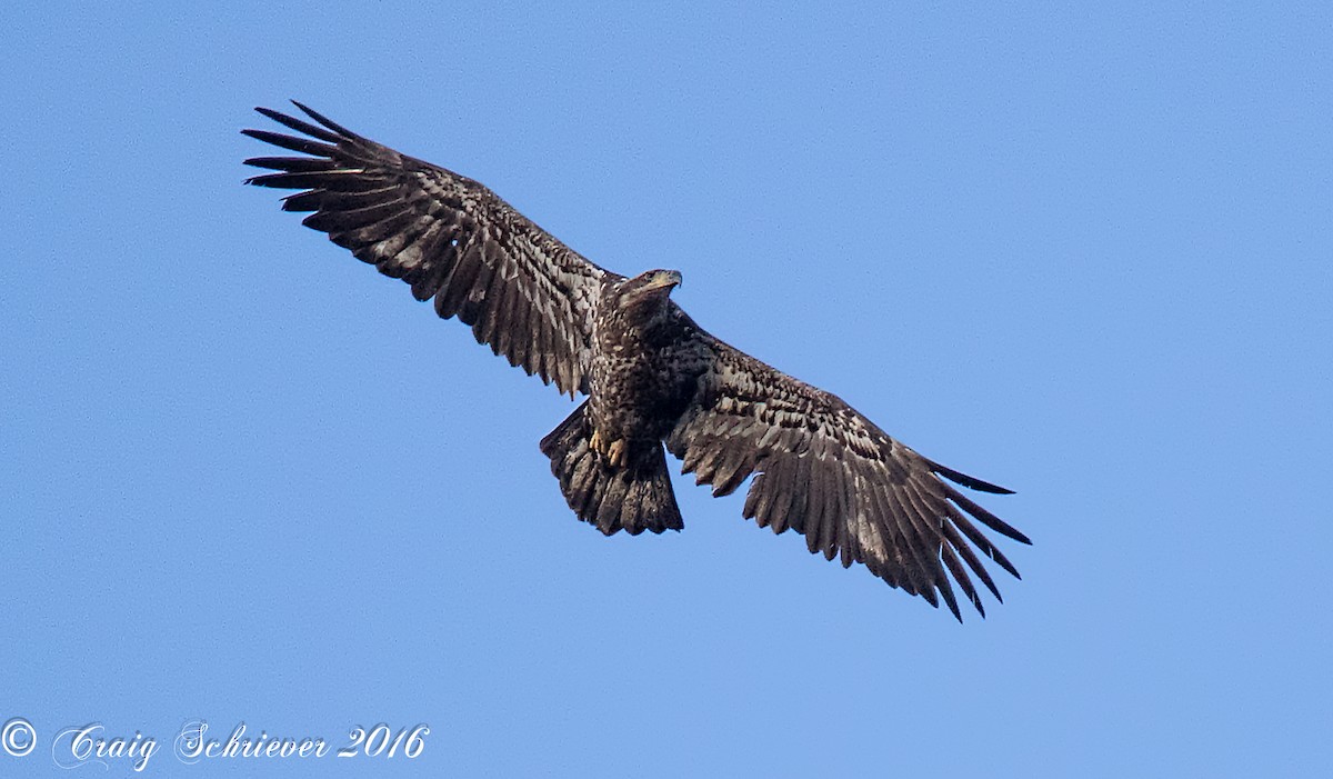 Bald Eagle - ML24407351