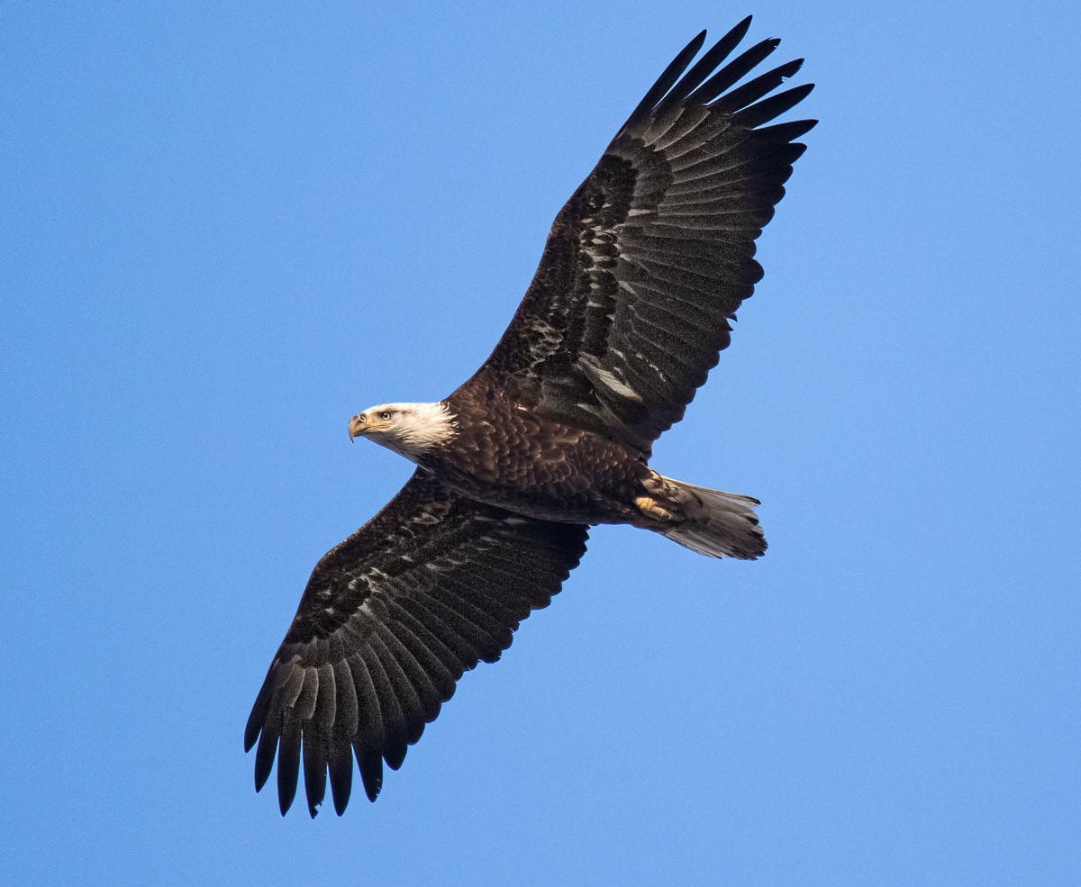 Bald Eagle - ML24407371