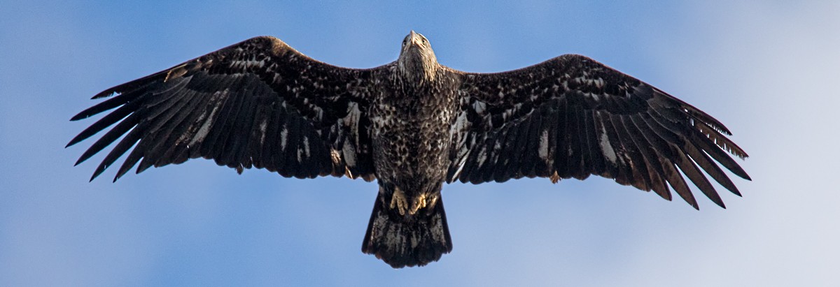 Bald Eagle - ML24407391