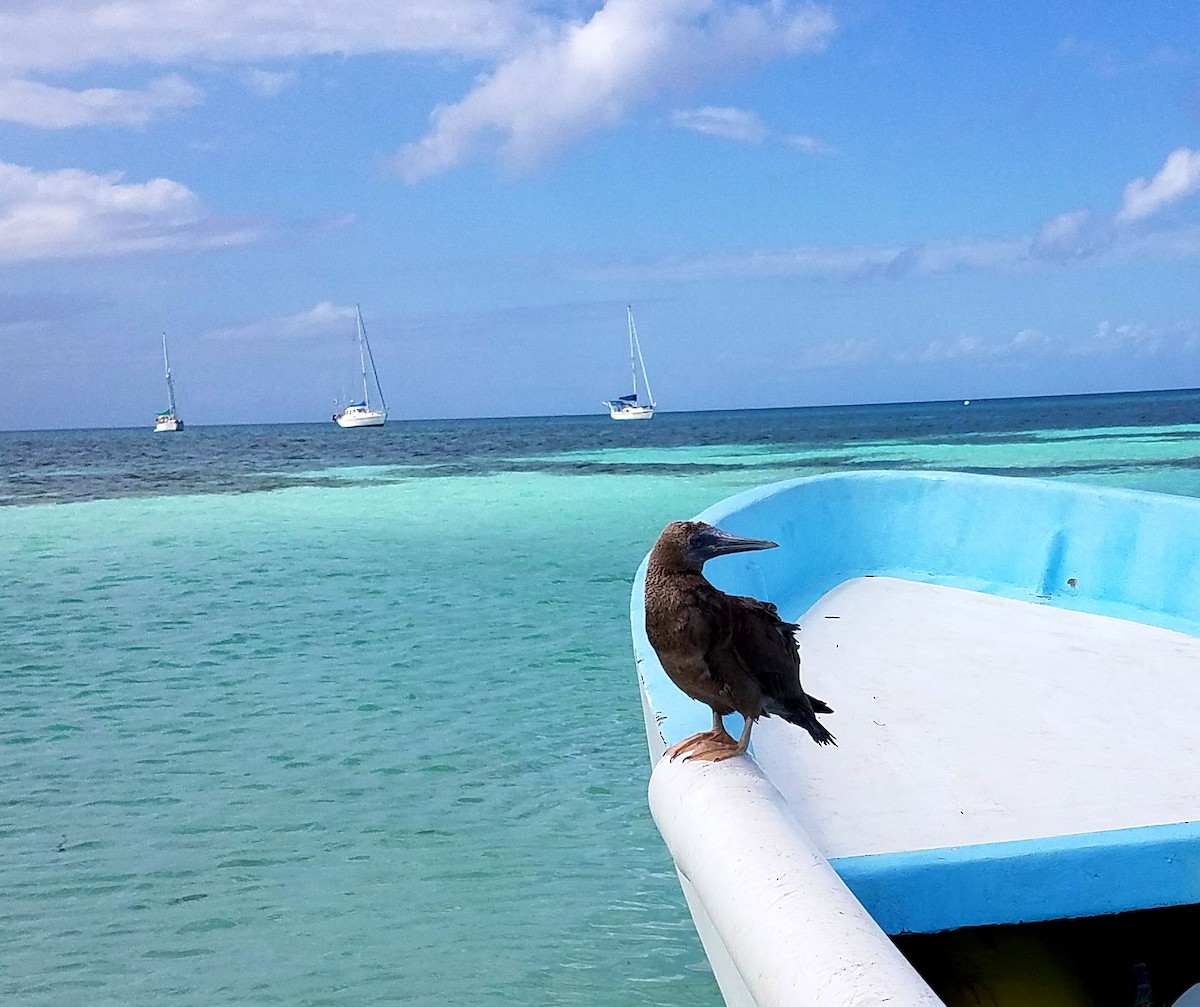 Brown Booby - ML244074551