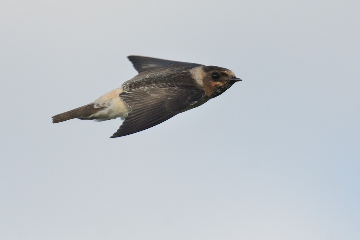 Cliff Swallow - ML244075221