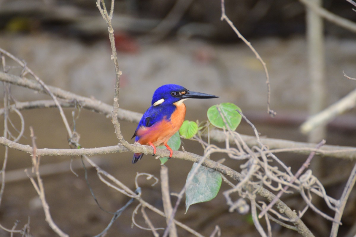 Azure Kingfisher - ML244075381