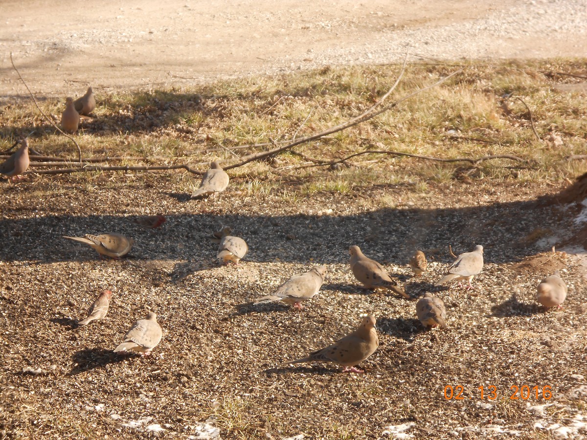 Mourning Dove - ML24407541