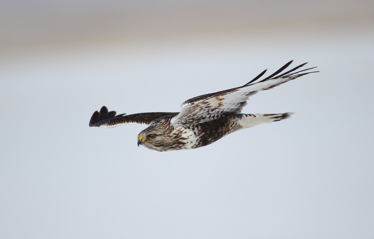 Rough-legged Hawk